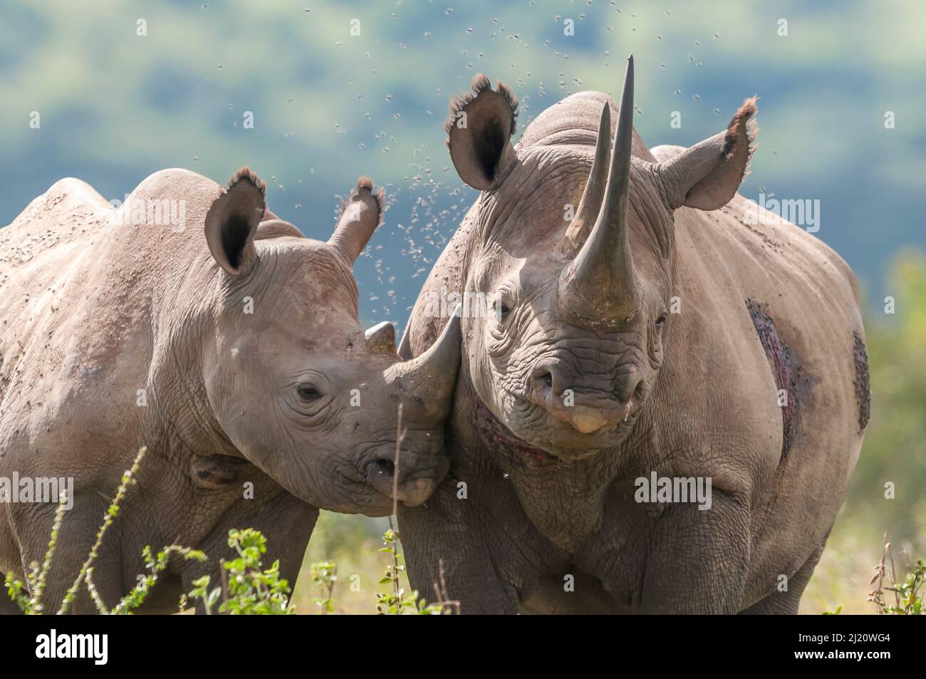 Mutter und Kalb des schwarzen Nashorns (Diceros bicornis), Solio Game Reserve, Laikipia, Kenia. September. Stockfoto