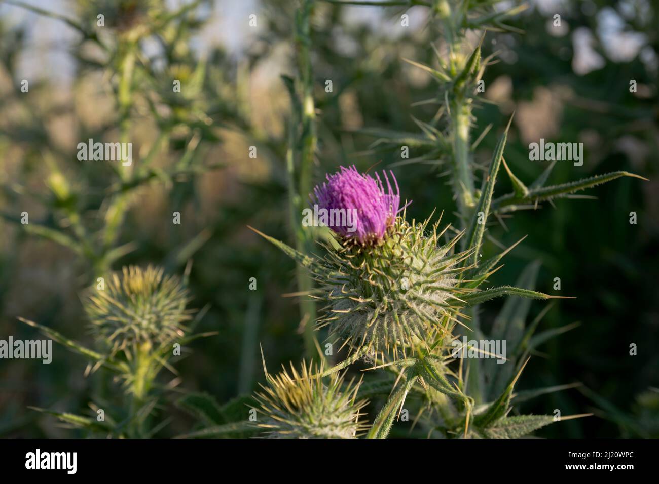 Silybum Marianum oder Milchdistel. Selektiver Fokus. Wilde Blume Stockfoto