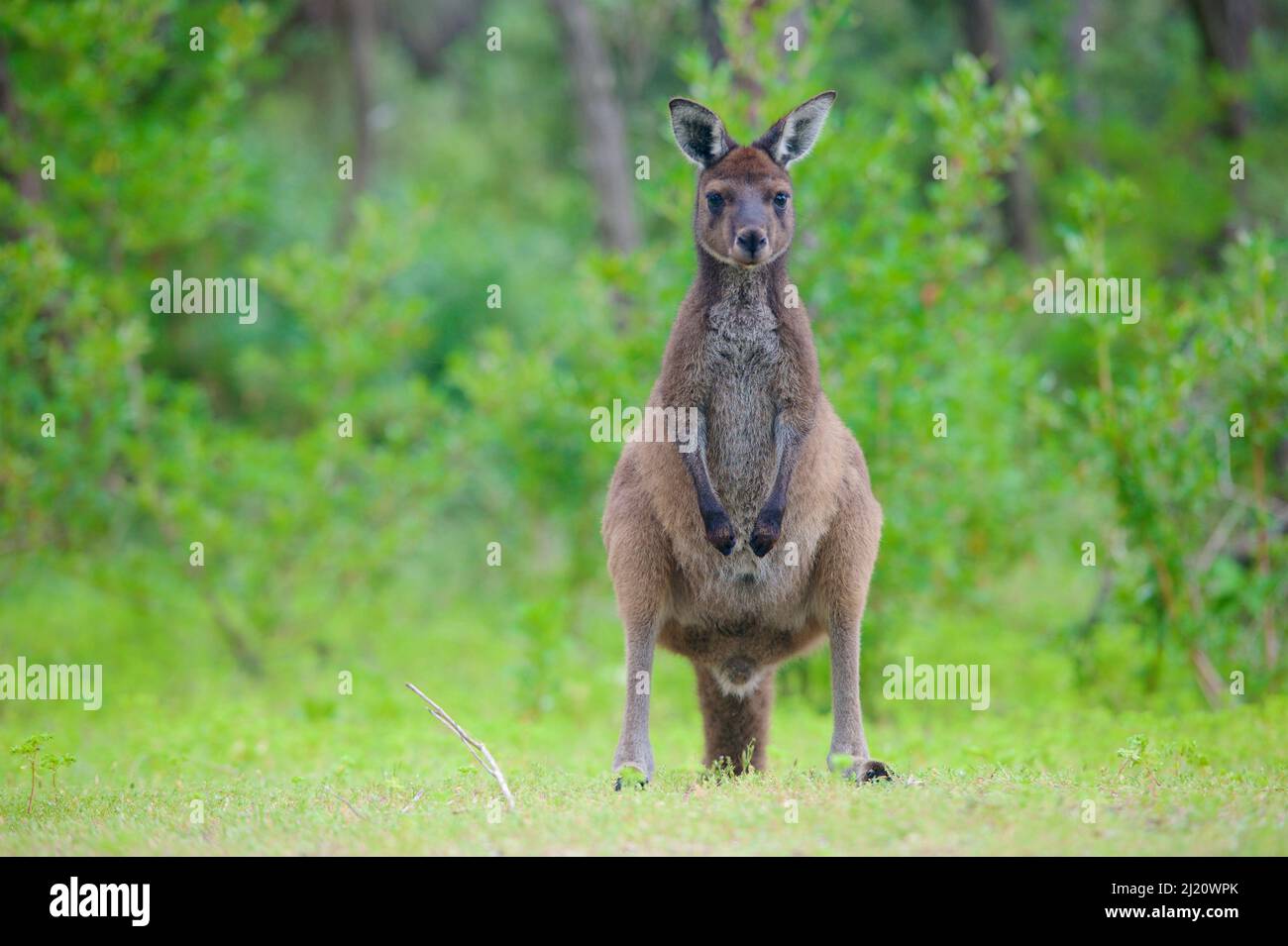 Westliches graues Känguru (Macropus fuliginosus). Leeuwin-Naturaliste National Park, Westaustralien. November. Stockfoto