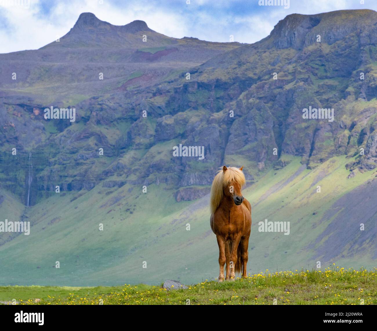 Isländisches Pferd im Grasland, Berge im Hintergrund. Südisland. Juni. Stockfoto