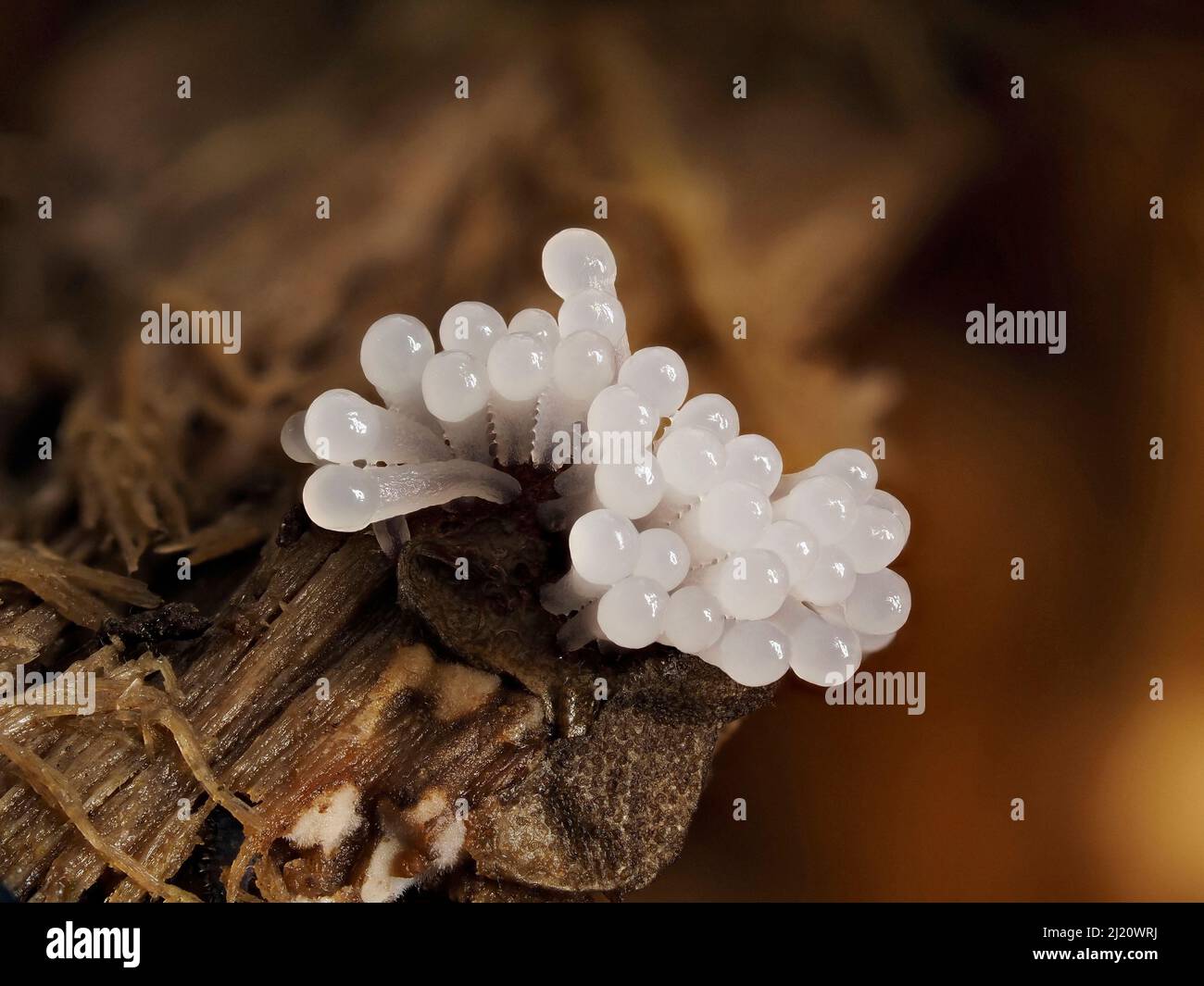 Schleimschimmelpilz (Stemonitis splendens) Sporangie beginnt auf verrottendem Baumstamm zu wachsen, Hertfordshire, England, Großbritannien, Juli - Fokus gestapelt Stockfoto