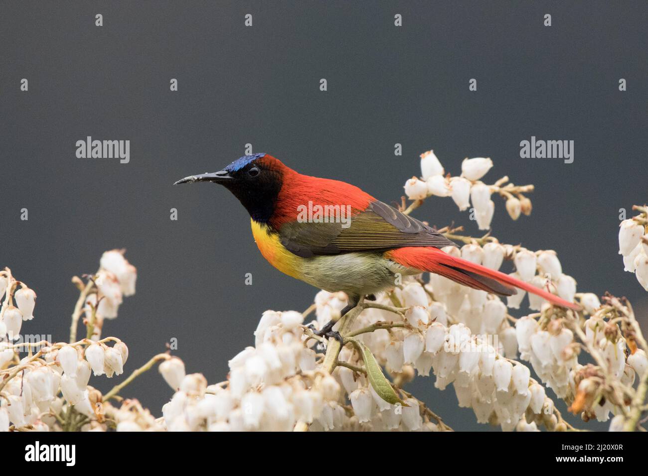 Feuerschwanzsonnenvögel (Aethopyga ignicauda) thronen inmitten der Blüte. North Sikkim, Indien. April. Stockfoto