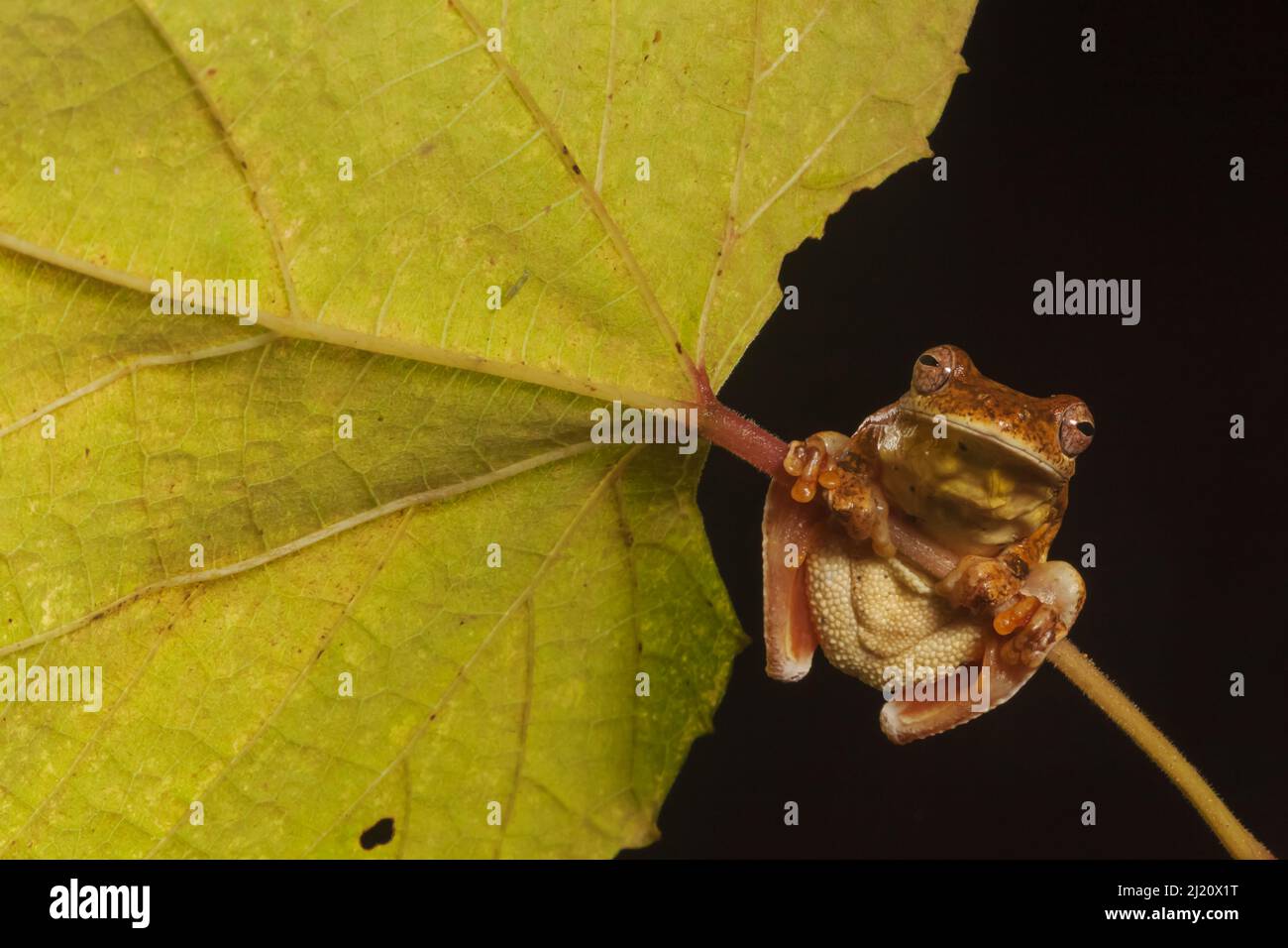 Mahagoni-Baumfrosch (Tlalocohyla loquax), der auf dem Blattstiel klammert, Blick von unten. Biologische Station Las Guacamayas, Laguna del Tigre Nationalpark, El Stockfoto