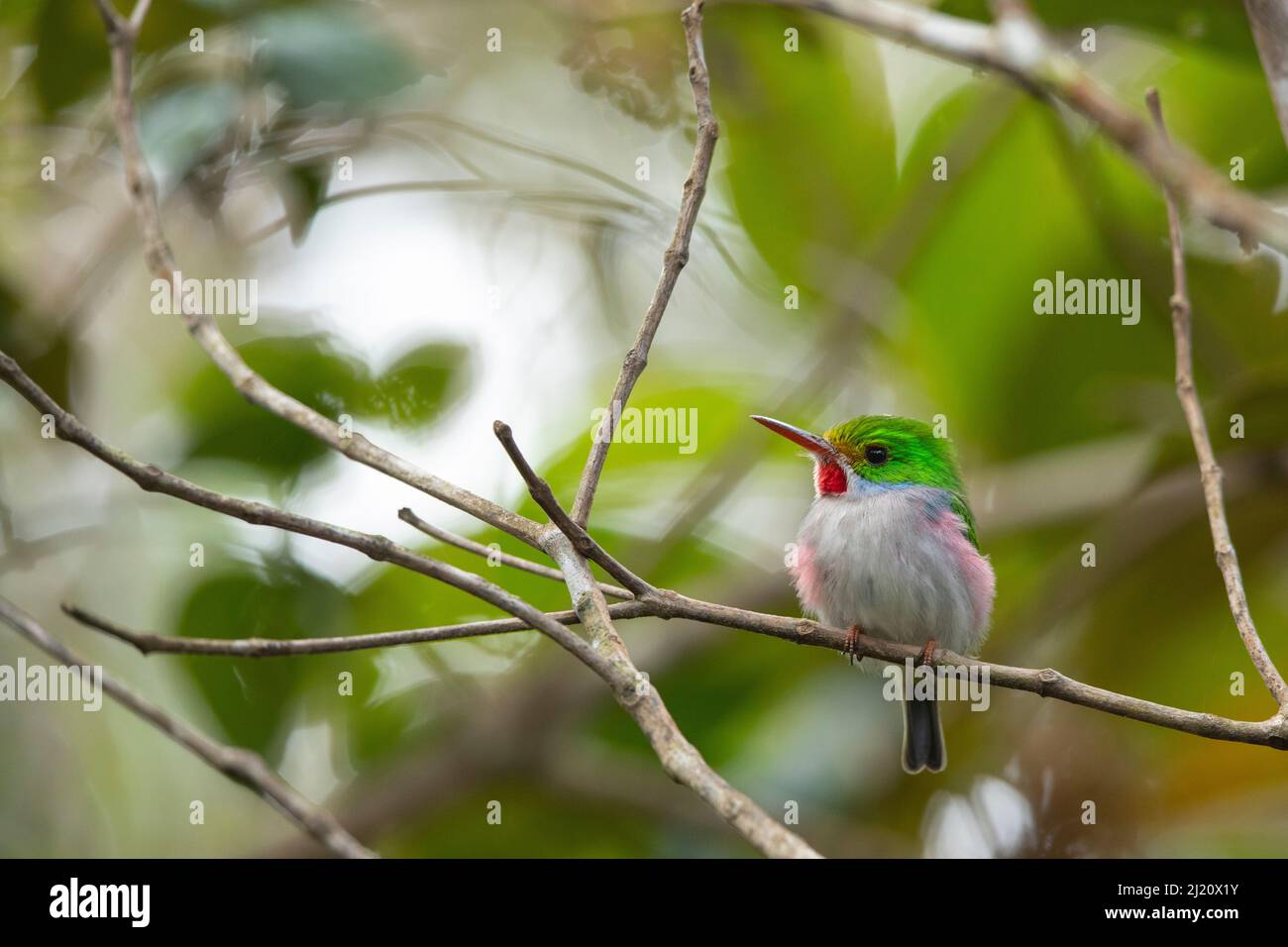 Kubanischer Tody (Todus multicolor). Endemisch in Kuba. Humboldt-Nationalpark, 2019. Stockfoto