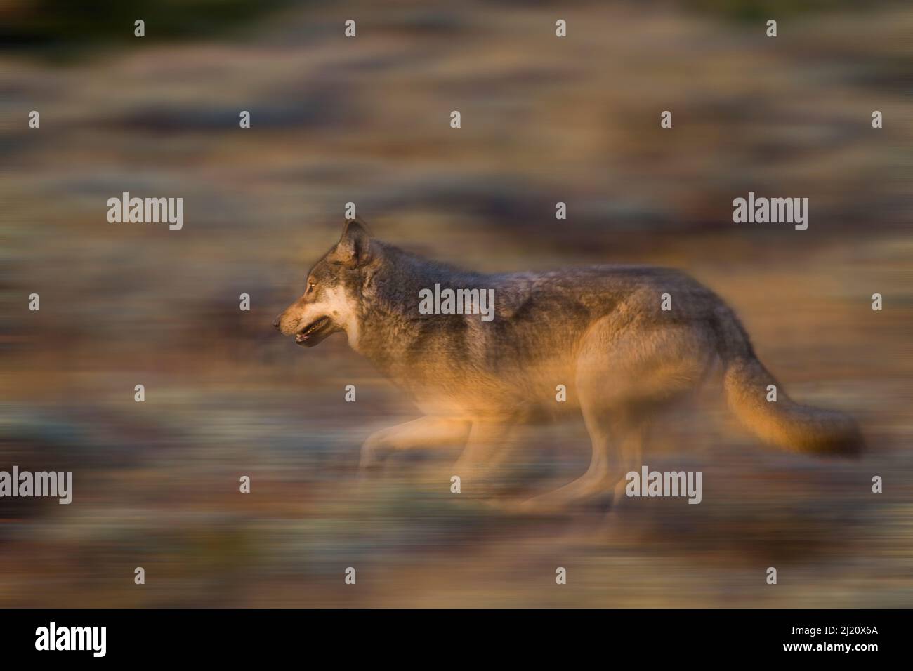 Grauer Wolf (Canis lupus) läuft im Grand Teton Naitonal Park, Wyoming, USA. September. Stockfoto