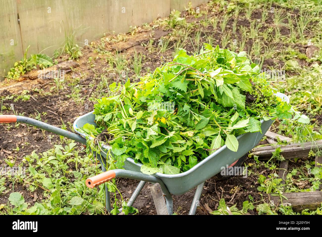 Wiederverwendung von entkeimtem, entwurzeltem Unkraut für Kompostierung und Humus, um die Bodenfruchtbarkeit wiederherzustellen und zu erhöhen, selektiver Fokus Stockfoto