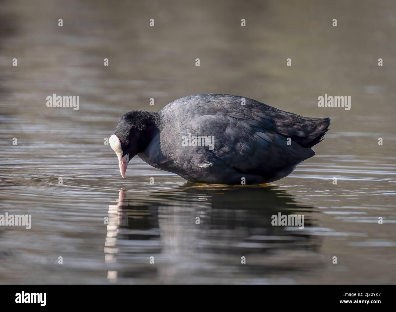 Coot (Fulica atra) und Reflexion auf einem See im Stanley Park, Blackpool, Lancashire, Großbritannien Stockfoto