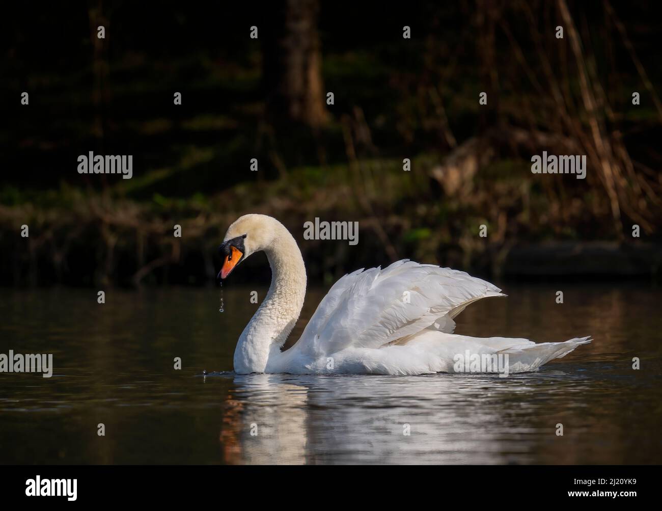 Ein einsamer stummiger Schwan (Cygnus olor) paddelt anmutig auf einem See im Stanley Park, Blackpool, Lancashire, Großbritannien Stockfoto