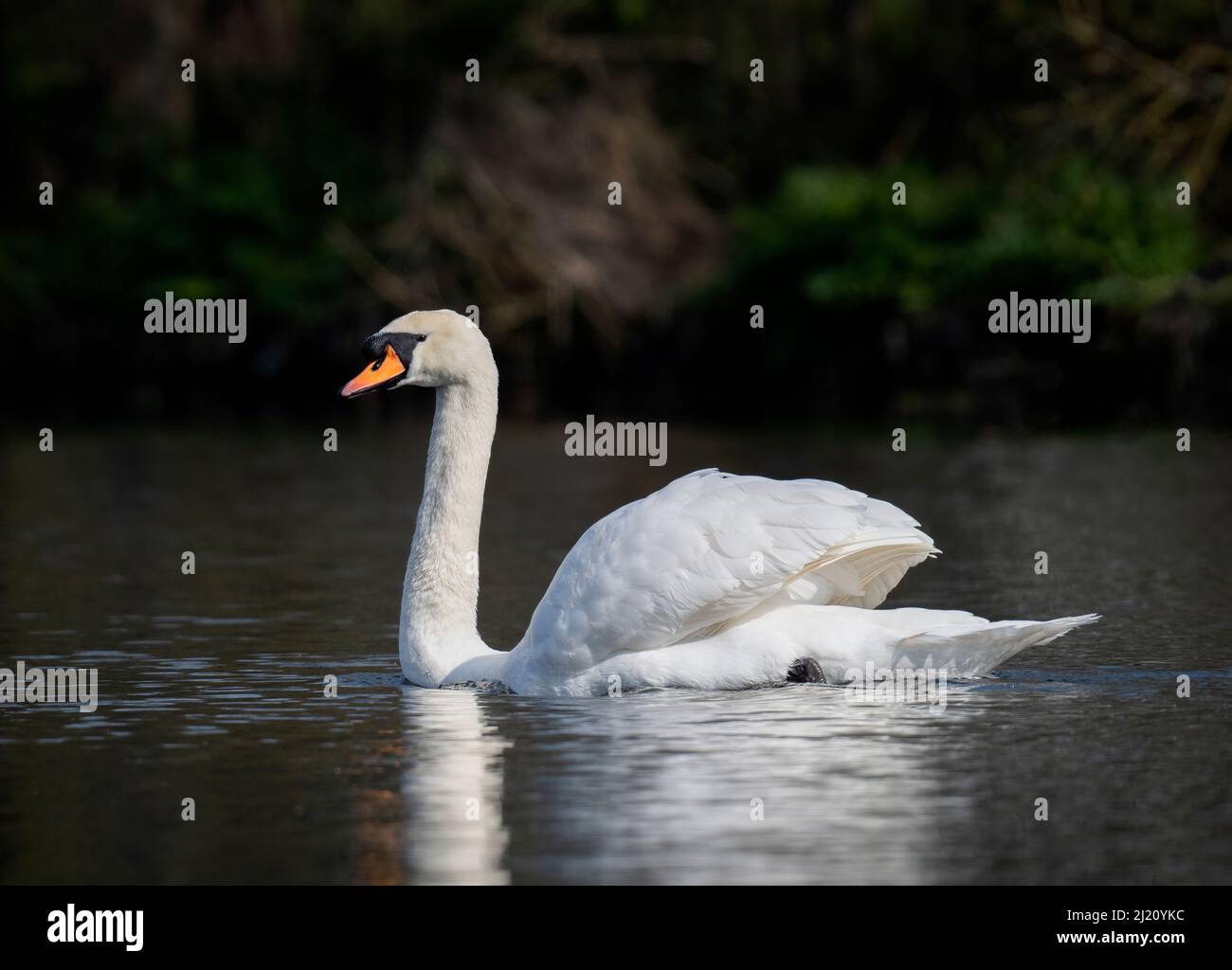 Ein einsamer stummiger Schwan (Cygnus olor) paddelt anmutig auf einem See im Stanley Park, Blackpool, Lancashire, Großbritannien Stockfoto