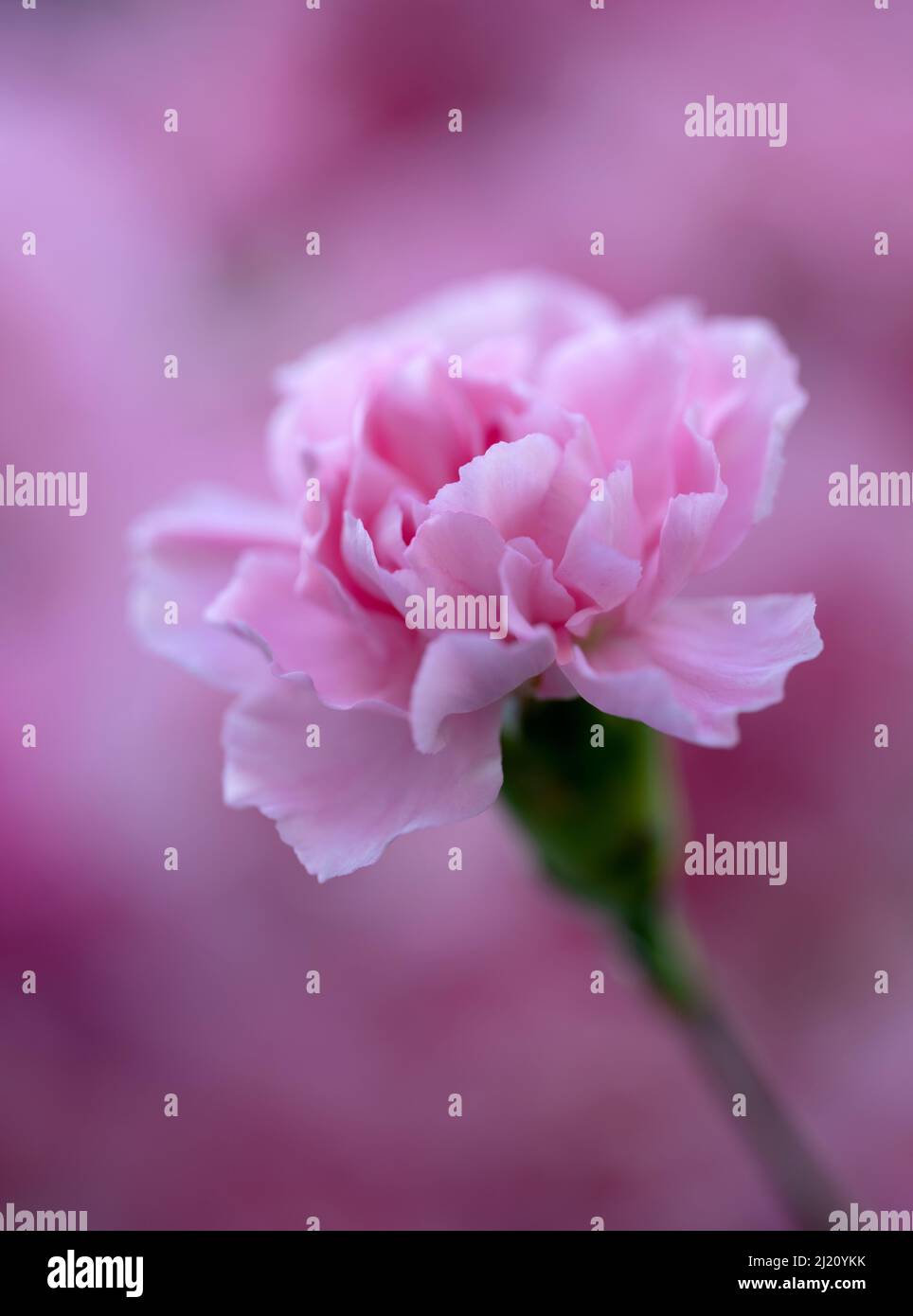 Wunderschöne rosa Nelke isoliert vor einem unfokussierten Hintergrund anderer rosa Nelken Stockfoto