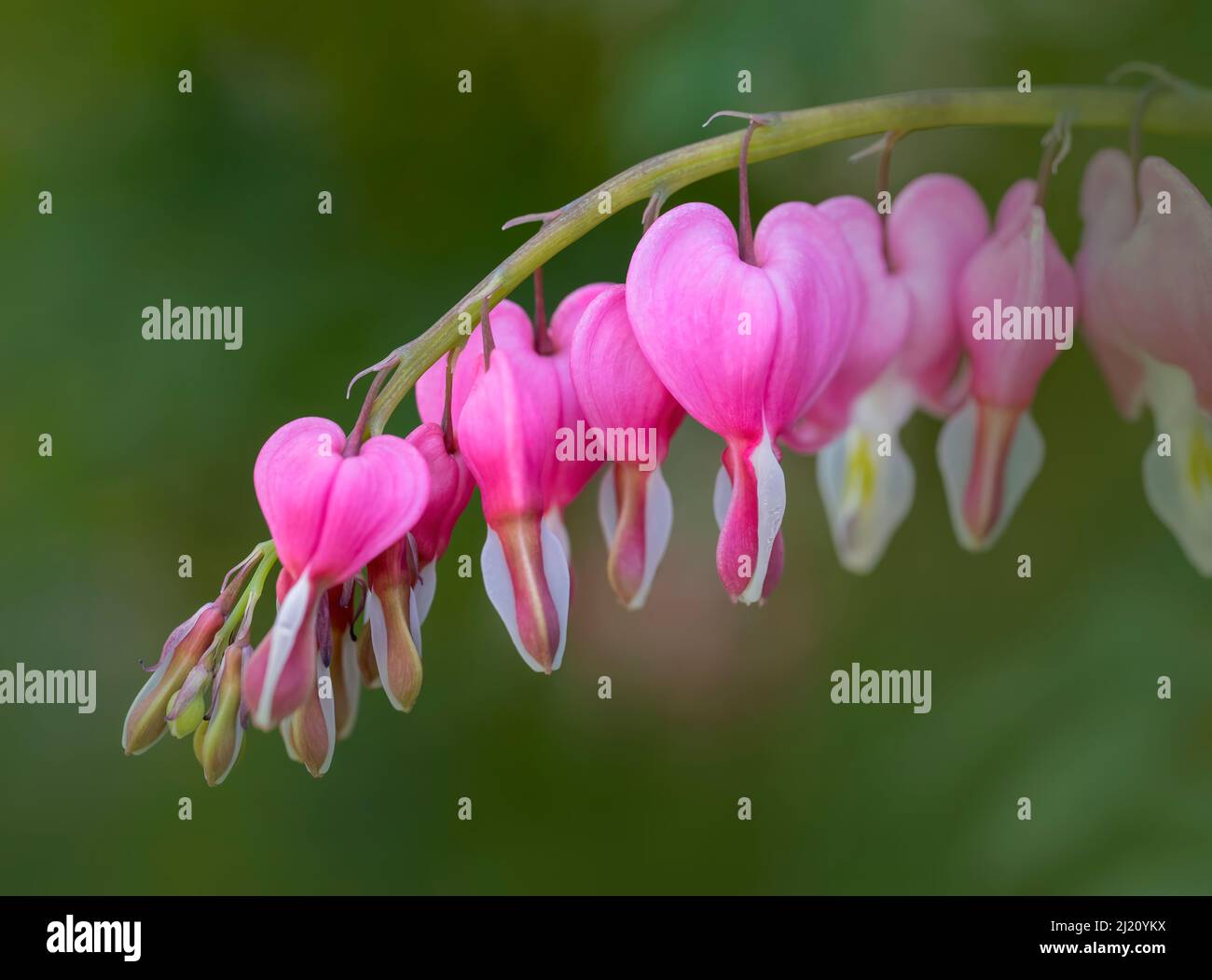 Schöne blutende Herzblume (Lamprocapnos spectabilis, ehemals Dicentra spectabilis), fotografiert vor einem unscharf abgebildeten Laubhintergrund Stockfoto