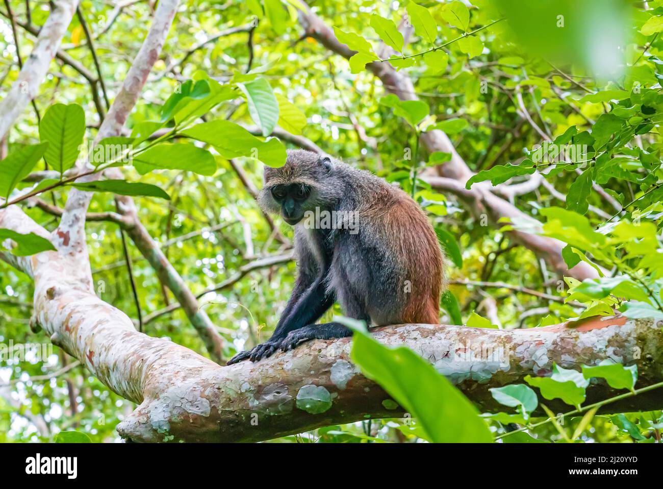 Foto des Roten Kolobus Piliocolobus tephrosceles auf dem Ast. Sansibar, Tansania Stockfoto