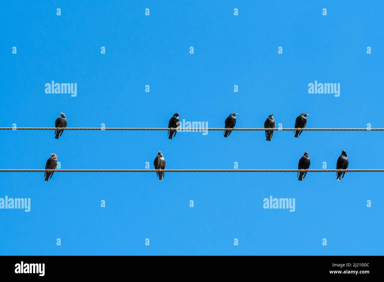 Starling Vögel thronten auf einem Telefon oder einer Stromleitung gegen einen blauen Himmel in Südafrika Stockfoto