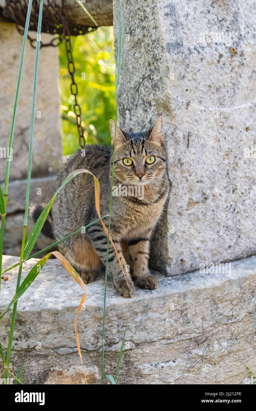 Eine schöne Katze, die am Brunnenrand im Garten steht Stockfoto