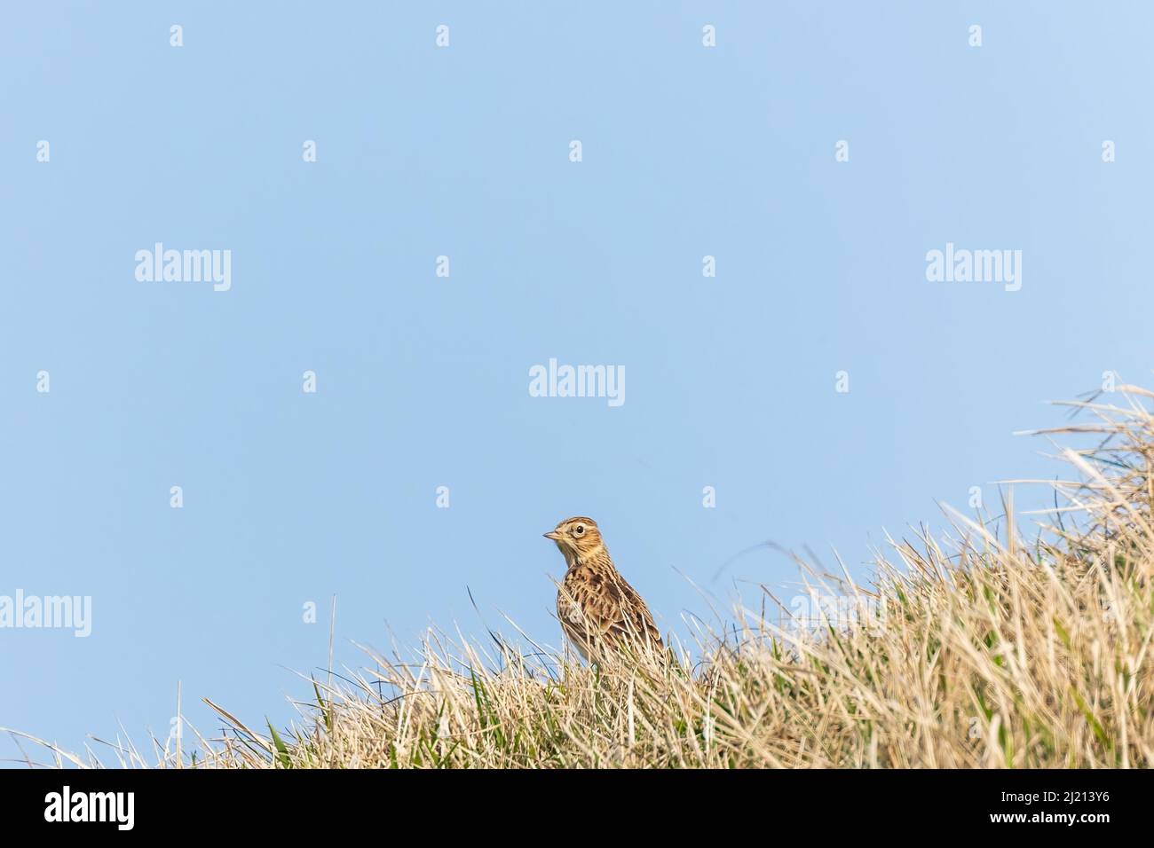 Eine einzelne eurasische Skylark, die sich am Hang unter den Gräsern auf Cleeve Hill, Cheltenham, Gloucestershire umschaut Stockfoto