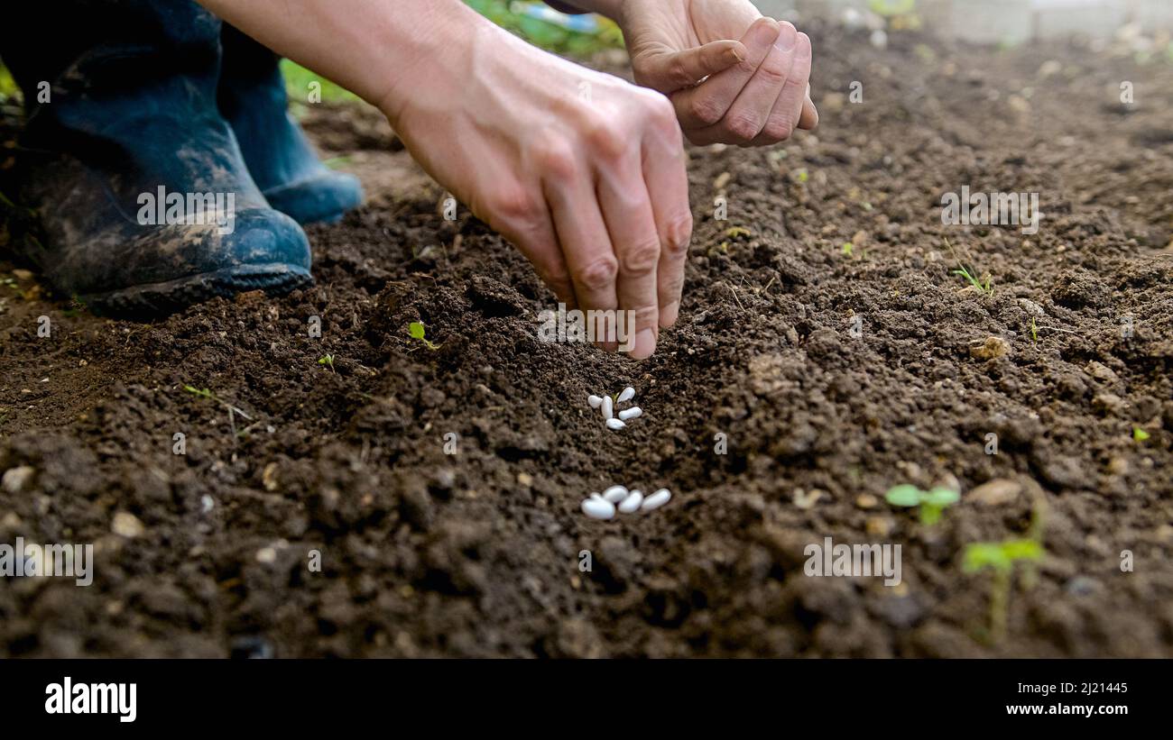 Kaukasische weibliche Hände säen Saatkörner im Freien, in den Boden zerkratzt mit Reihen, Nahaufnahme. Stockfoto