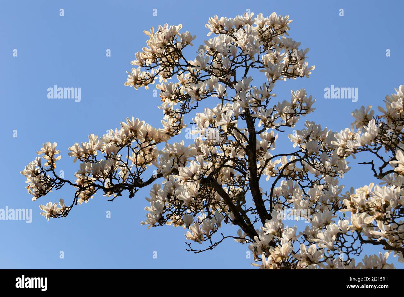 Blühender weißer Magnolienbaum am blauen Himmel im Frühling Stockfoto