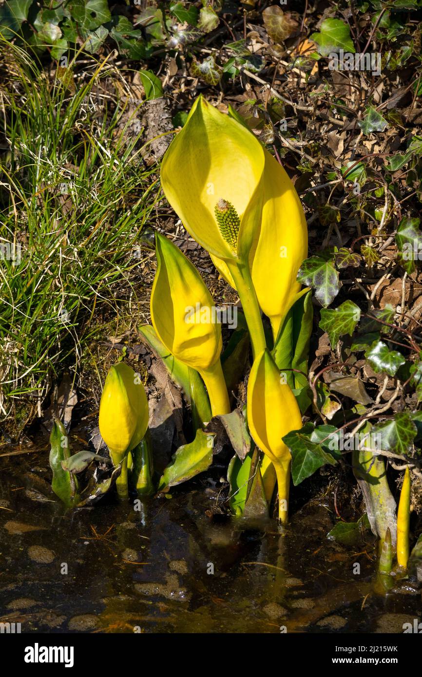 Gruppe junger Lysichiton americanus-Pflanzen, Skunk-Kohl, in der Nähe des Wassers im Frühling Stockfoto