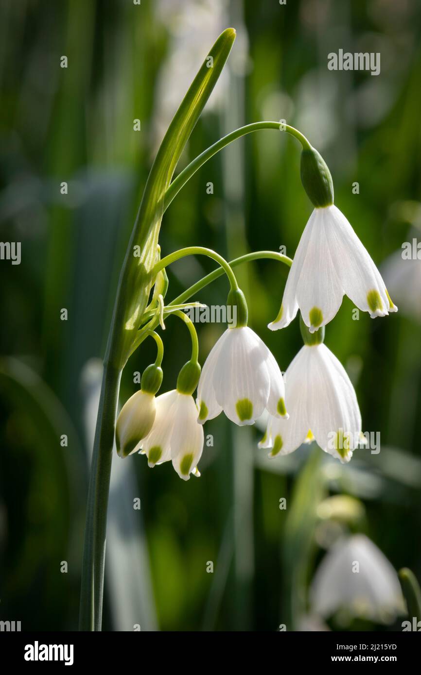 Blühender weißer Leucojum vernum, Frühlingsschneeflocke aus nächster Nähe Stockfoto