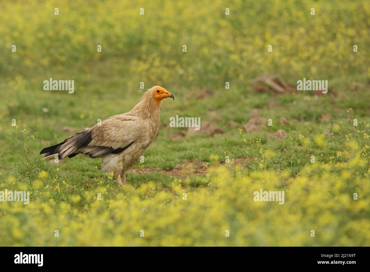 Ägyptischer Geier (Neophron percnopterus) auf einer Blumenwiese in Monfragüe, Extremadura, Spanien Stockfoto