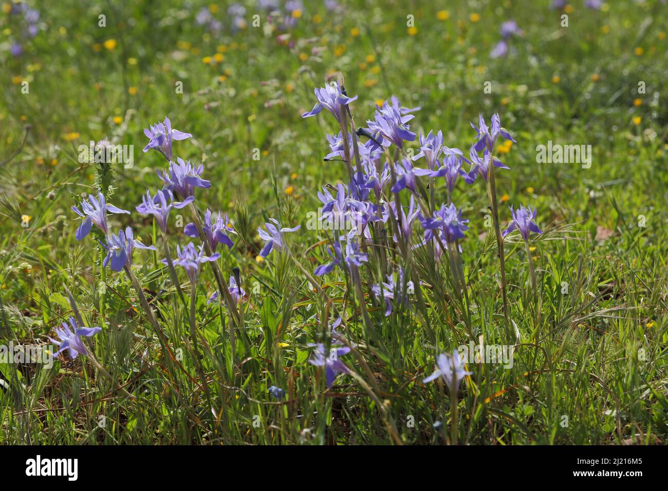 Noon Iris (Gynandriris sisyrinchium) in der Nähe von Caceres, Extremadura, Spanien Stockfoto