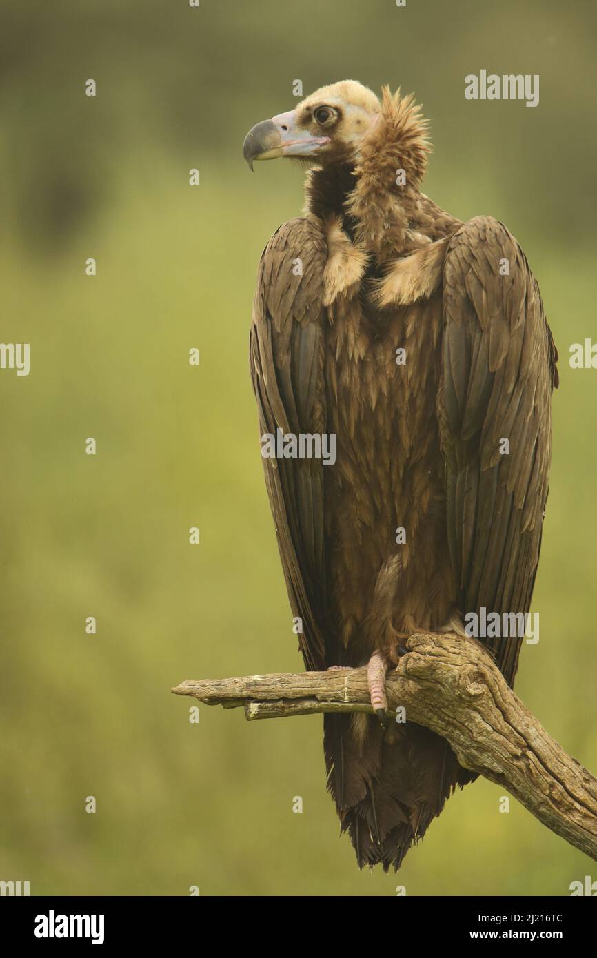 Schwarzer Geier (Aegypius monachus) in Monfragüe, Extremadura, Spanien Stockfoto