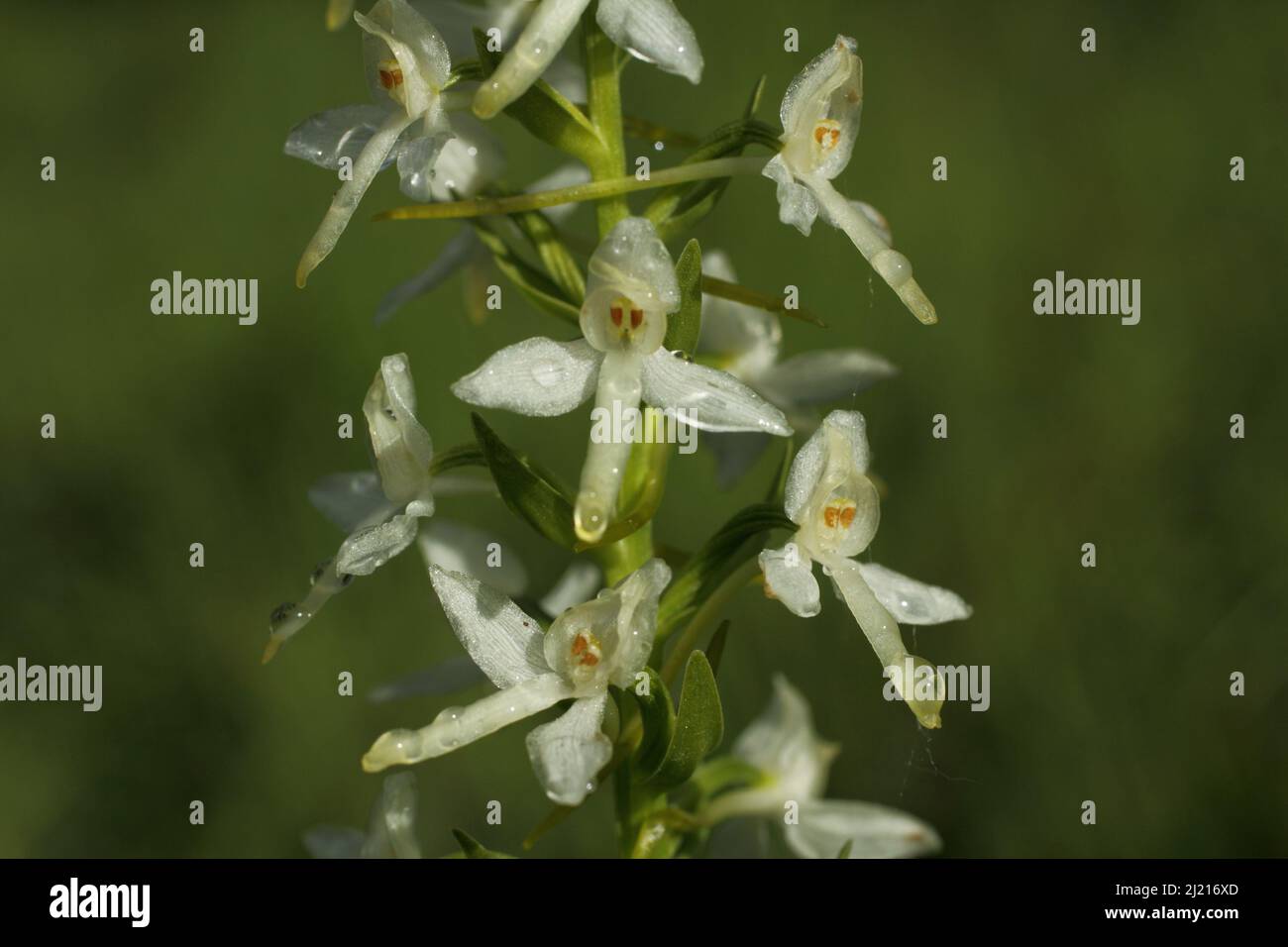 Weiße Waldhyazinthe (Platanthera bifolia) mit Wassertropfen in Kaiserstuhl, Baden-Württemberg, Deutschland Stockfoto