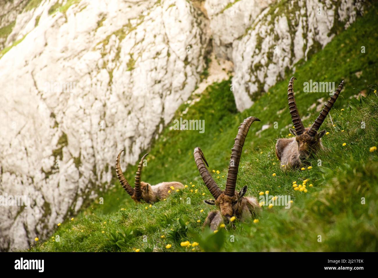 Eine Herde wilder Ziegen ruht Stockfoto