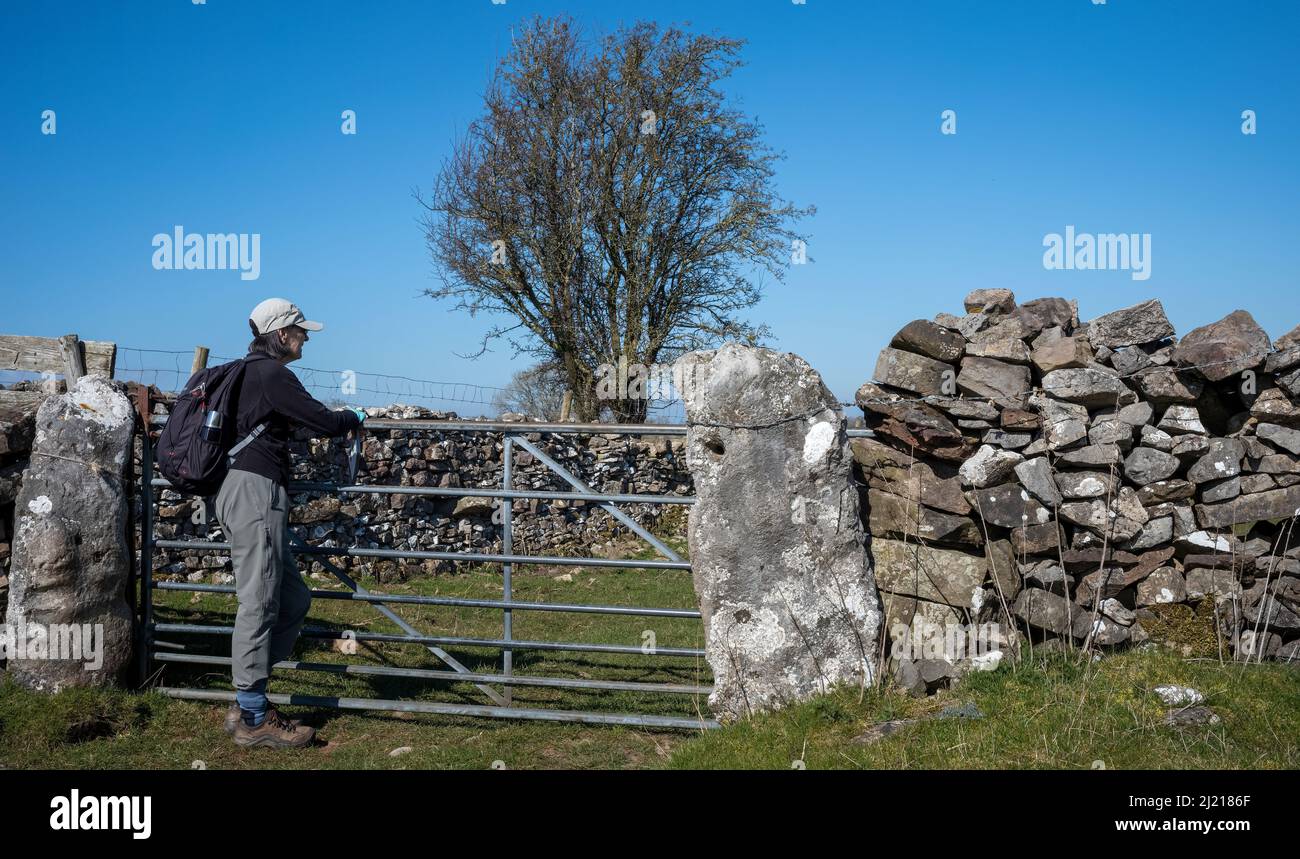 Grob gehauene Kalksteinpfosten, die ein modern7-bar-Tor in der Nähe von Great Asby, Central Eden, Cumbria, Großbritannien, unterstützen Stockfoto