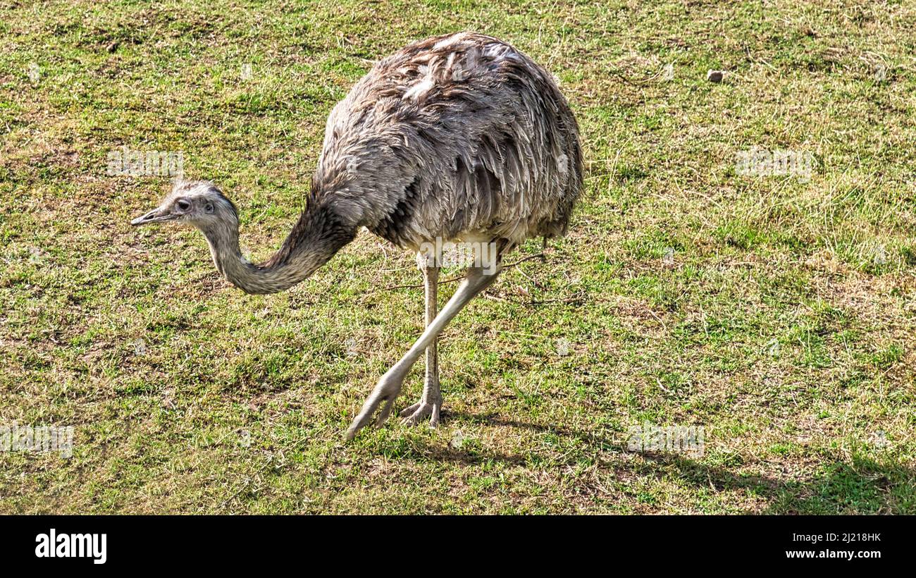 Nandu auf der Wiese. Nahaufnahme des Vogels in der Natur. Graues Gefieder. Tierschuss Stockfoto