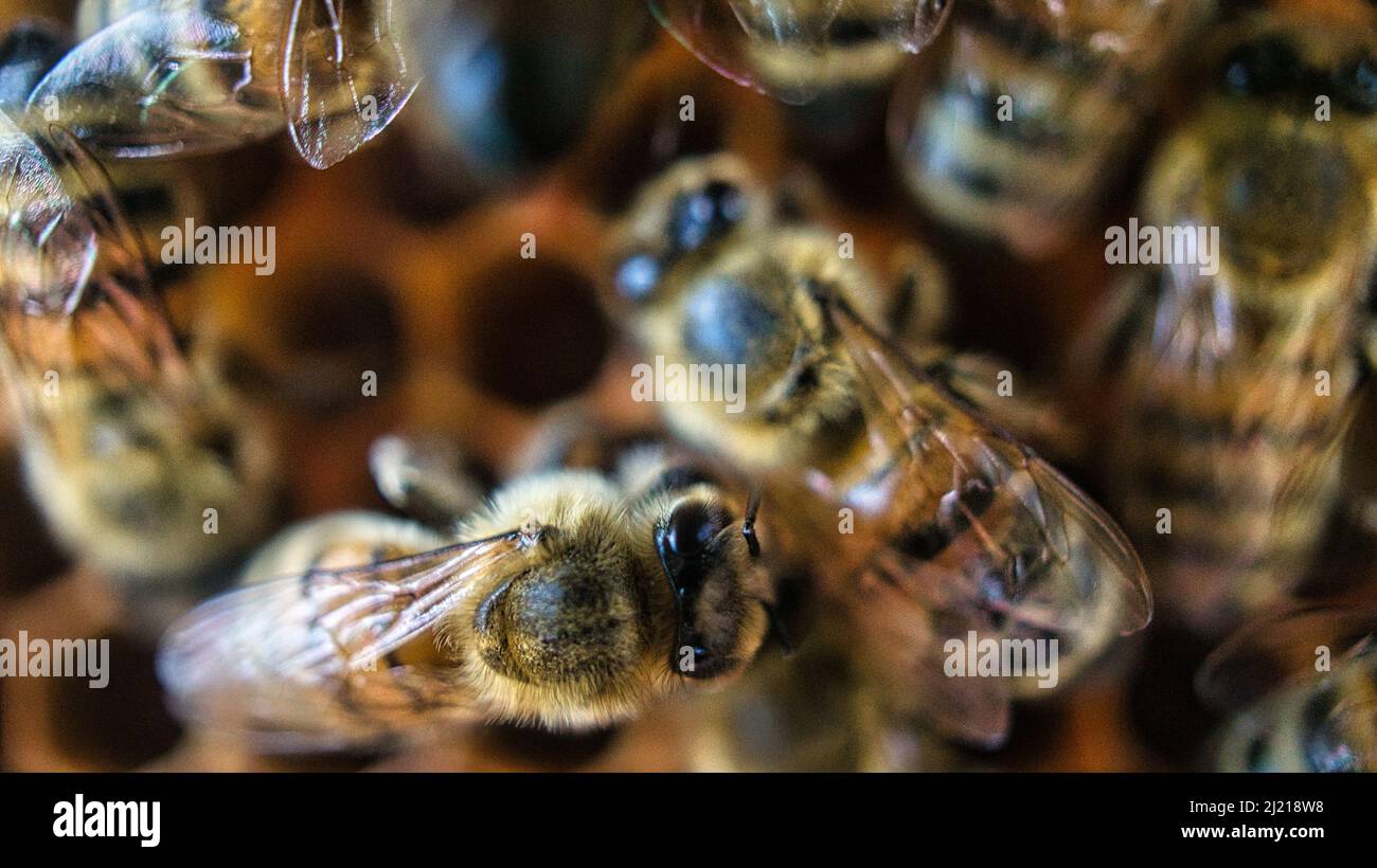 Honigbienen bei der Arbeit im Bienenstock. Detaillierte Makroaufnahme von Insekten. Bienen sammeln Pollen und erzeugen Honig Stockfoto
