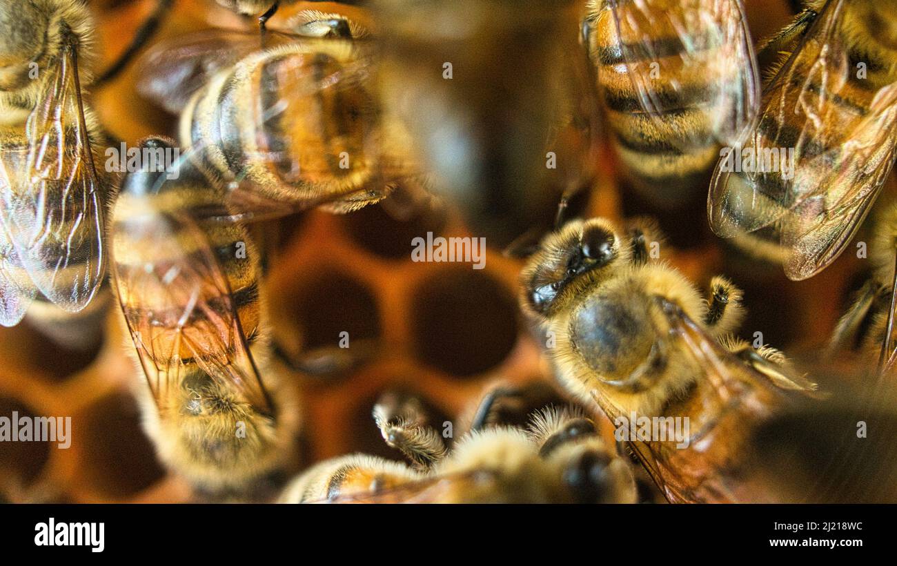 Honigbienen bei der Arbeit im Bienenstock. Detaillierte Makroaufnahme von Insekten. Bienen sammeln Pollen und erzeugen Honig Stockfoto