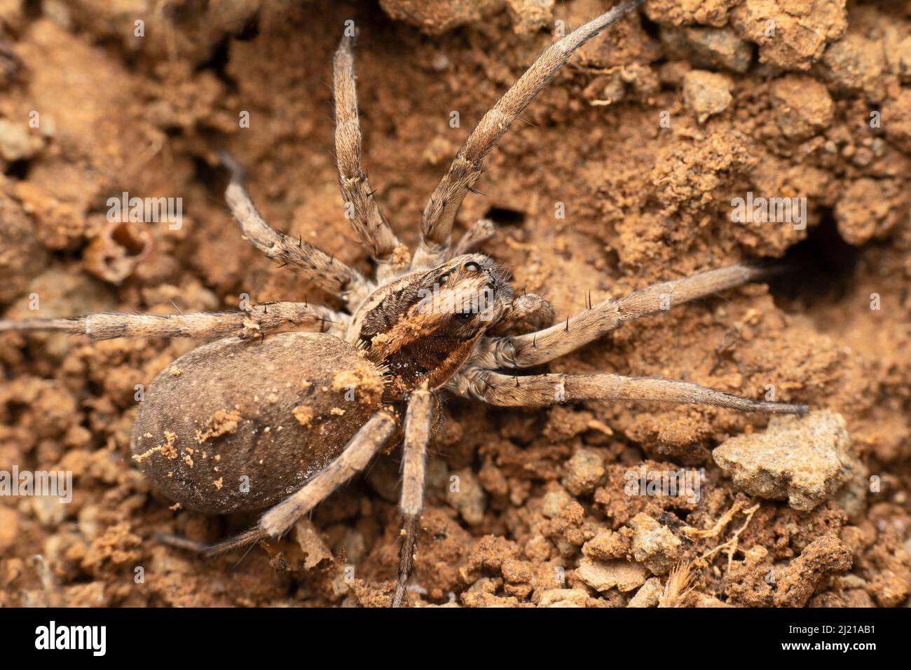 Nahaufnahme der Wolfsspinne, Hogna radiata, Satara, Maharashtra, Indien Stockfoto