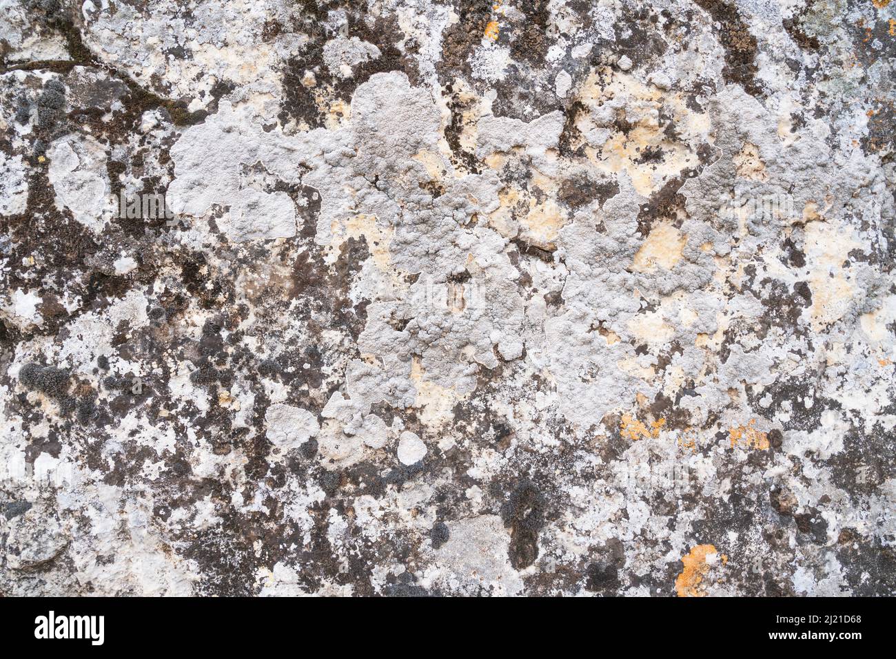 Alte antike Wand mit Schimmel Stockfoto