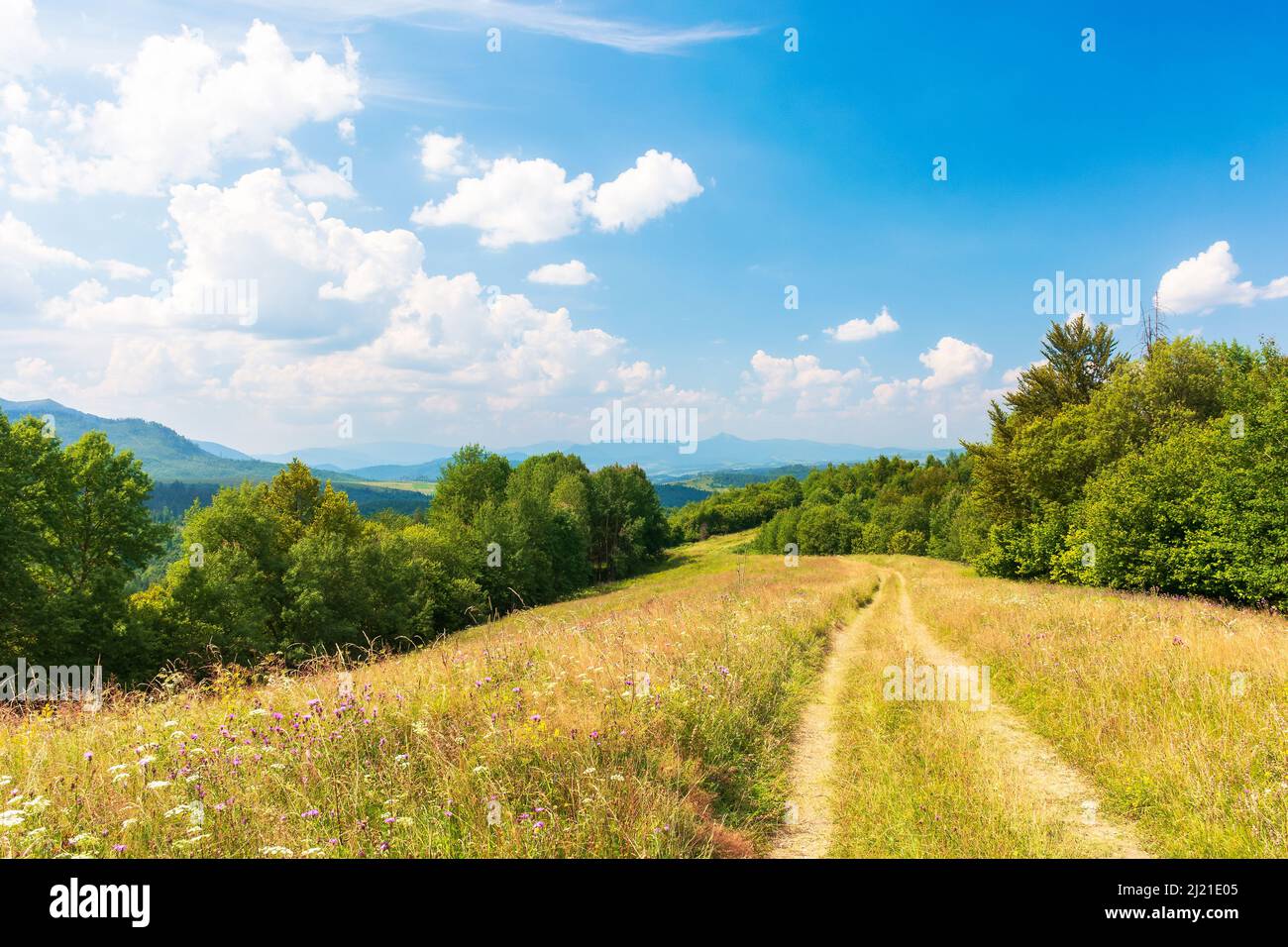 Idyllische Alpenlandschaft mit grünen Wiesen und Bäumen. Panoramablick auf schöne Wunderland-Landschaft im Sommer. Landstraße durch Grasfeld auf Stockfoto