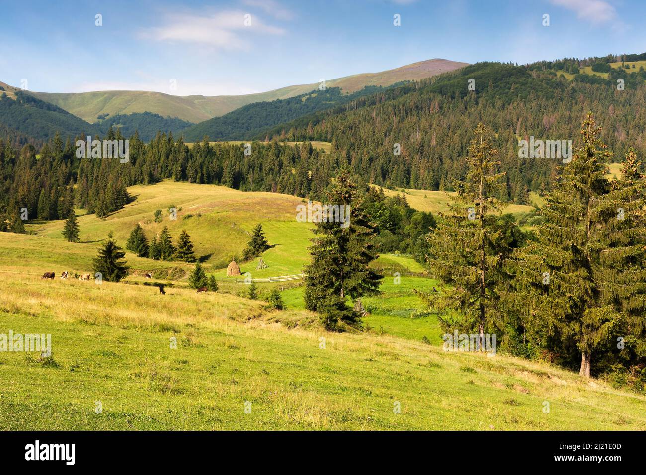 Berglandschaft der karpaten. Podobovets Dorf am Fuße des borzhava Kamm. Landschaft mit frischen grünen Wiesen und Fichten in Stockfoto
