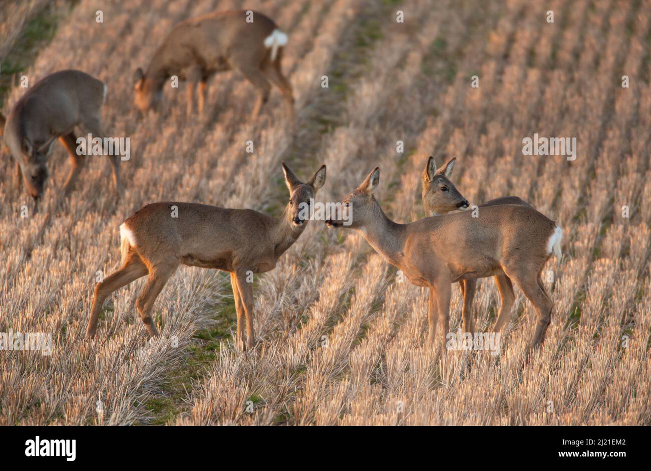 Gruppe von Rehen (Capreolus capreolus) - Weibchen - auf dem Stoppelfeld Stockfoto
