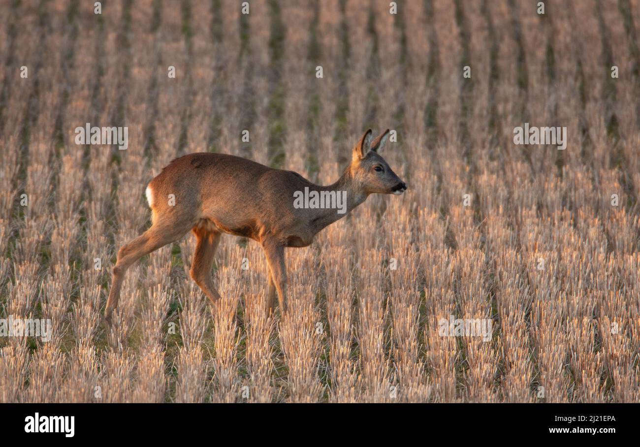 Rehe (Capreolus capreolus) - weiblich - auf Stoppelfeld Stockfoto