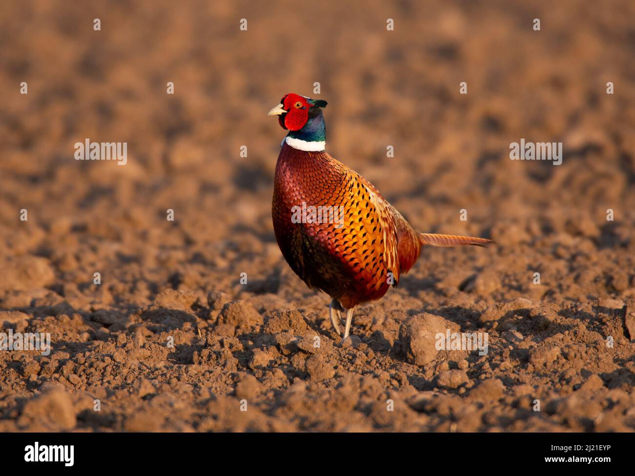 Fasane (Phasianus colchicus) - männlich - bei Abendlicht Stockfoto
