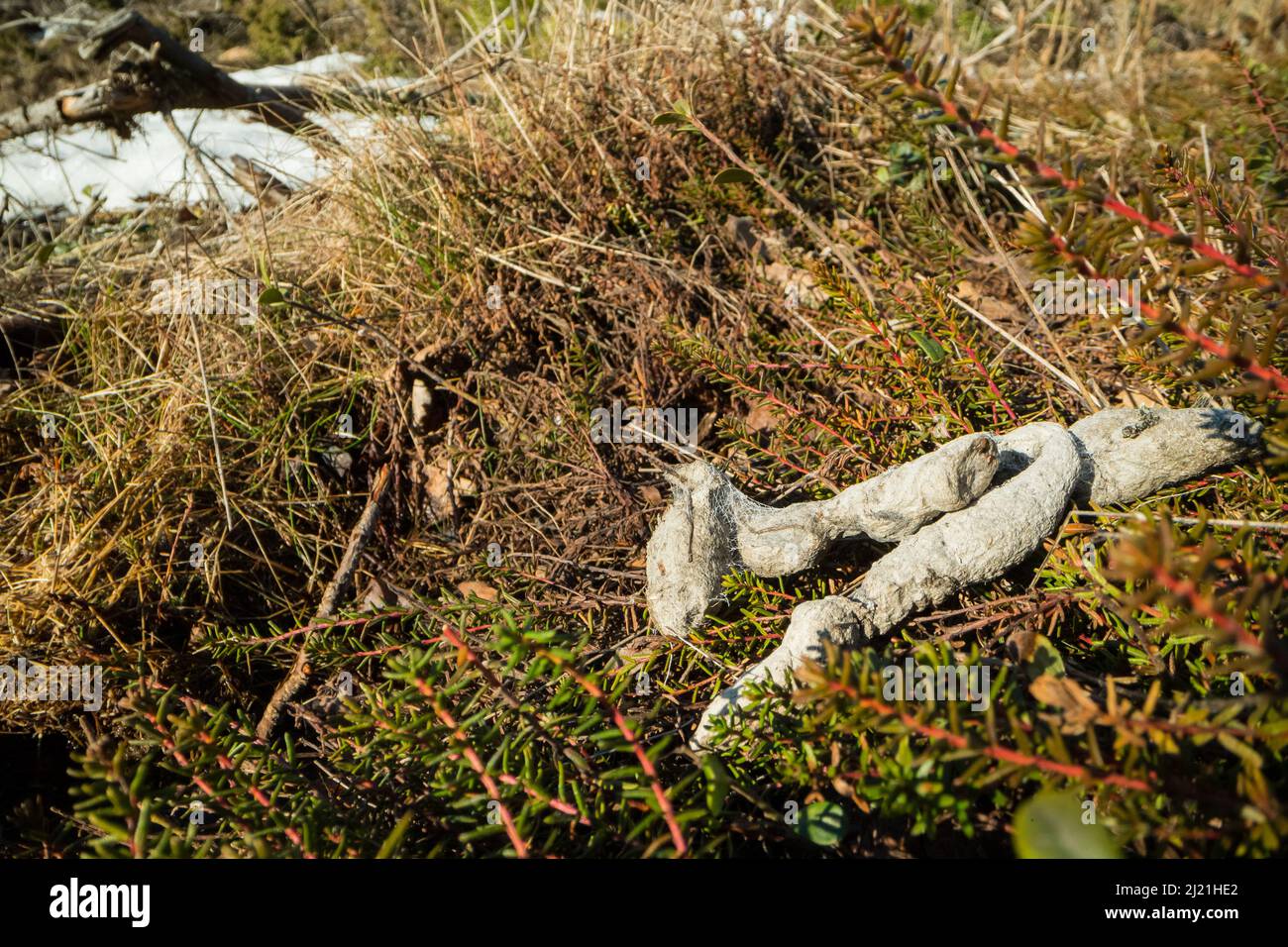 Kot des Rotfuchses (Vulpes vulpes), Gebietsmarkierung, wildes Finnland. Stockfoto