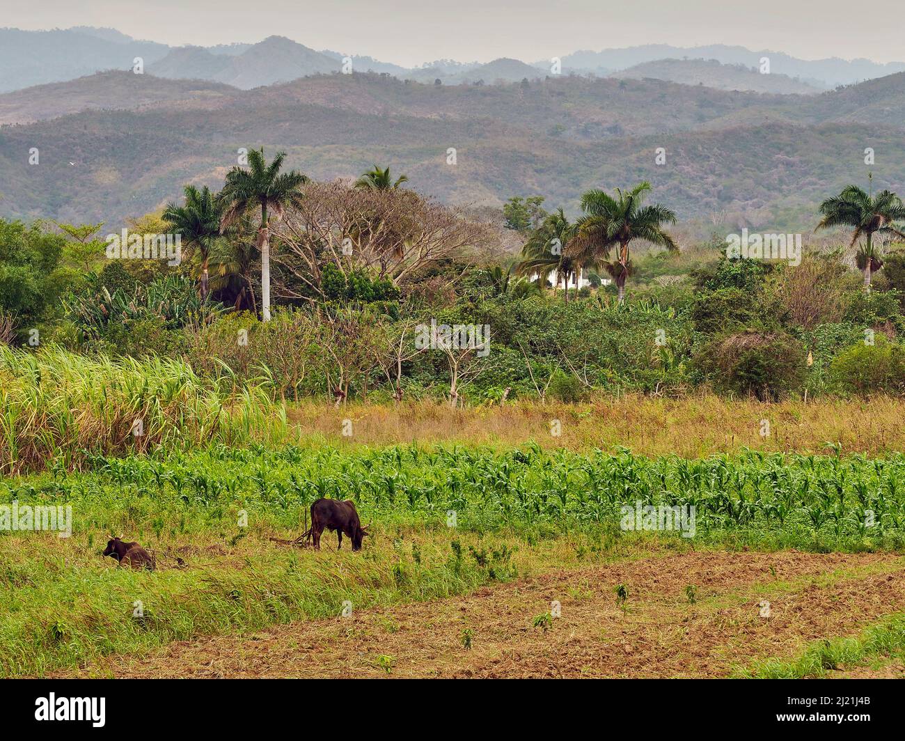 Landwirtschaftliche Flächen von Kleinbauern im Valle de los Ingenios, Kuba, Sancti Spiritus Stockfoto