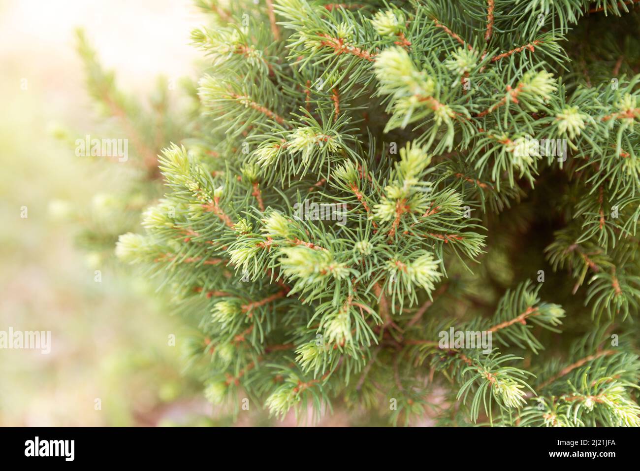 Zwergfichte Conica (Picea glauca oder weiße Fichte). Zweige mit jungen Triebe mit jährlichem Wachstum Stockfoto