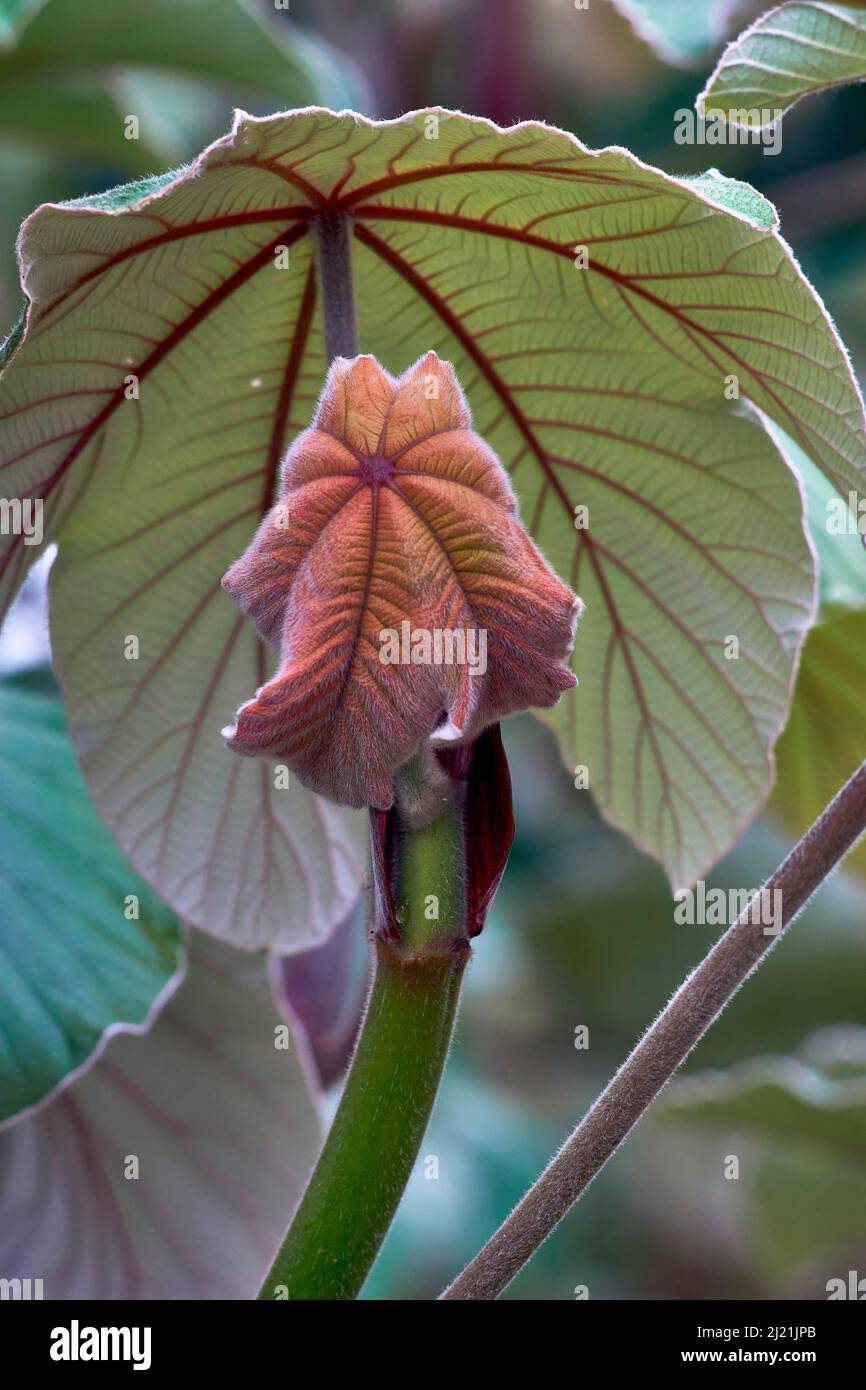 ameisenbaum (Cecropia obtusifolia), junge Bltter, Kuba, Cienfuegos  Stockfotografie - Alamy