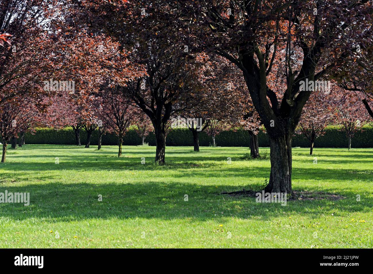 Kirschpflaume, Myrobalan-Pflaume (Prunus cerasifera 'Nigra', Prunus cerasifera Nigra), rotblättrige Kirschpflaumenart auf einer Wiese im Sommer, Deutschland Stockfoto