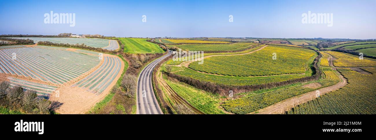 Panorama über die Daffodil Farm in Cornwall von einer Drohne, England Stockfoto