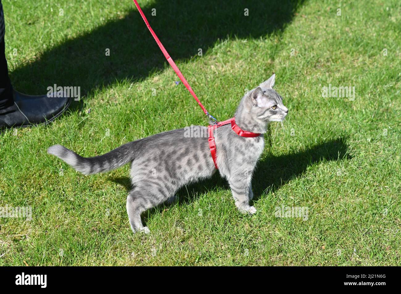 Eine graue, jugendlich gestromte Katze, die in ihrem roten Geschirr auf einen Spaziergang mitgenommen wird, führt an einem sonnigen Frühlingsnachmittag Stockfoto