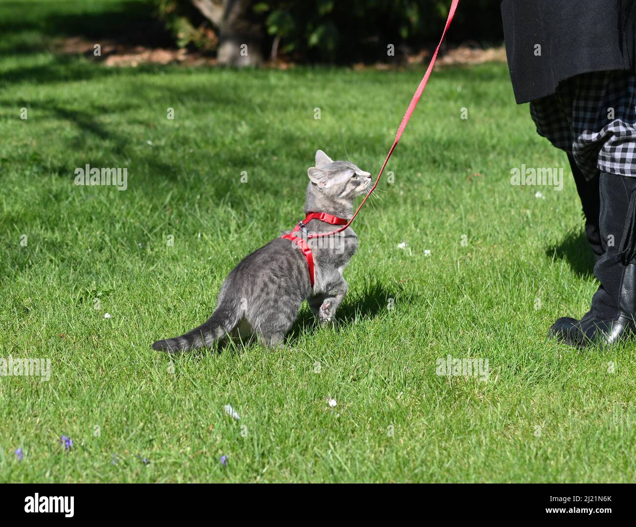 Eine graue, jugendlich gestromte Katze, die in ihrem roten Geschirr auf einen Spaziergang mitgenommen wird, führt an einem sonnigen Frühlingsnachmittag Stockfoto