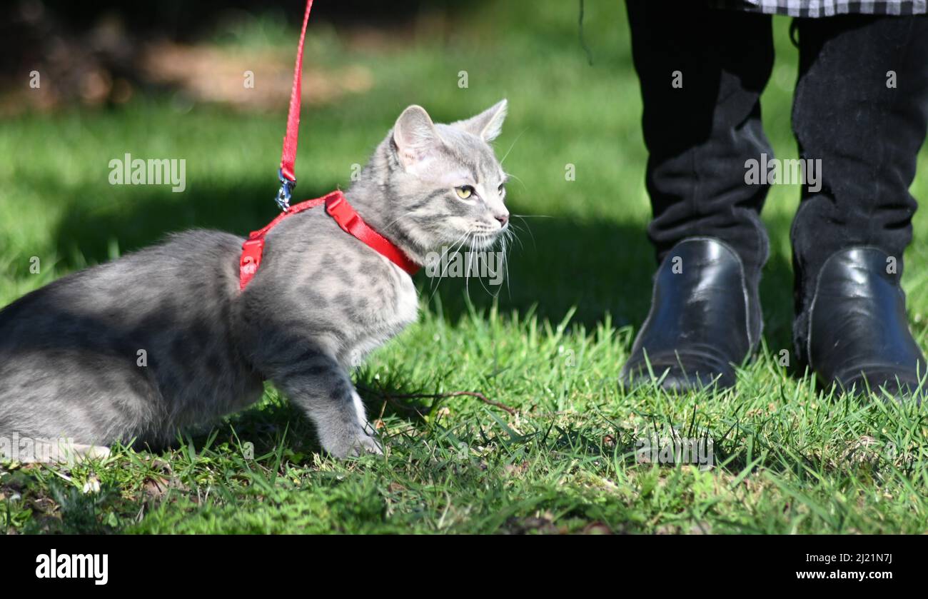 Eine graue, jugendlich gestromte Katze, die in ihrem roten Geschirr auf einen Spaziergang mitgenommen wird, führt an einem sonnigen Frühlingsnachmittag Stockfoto