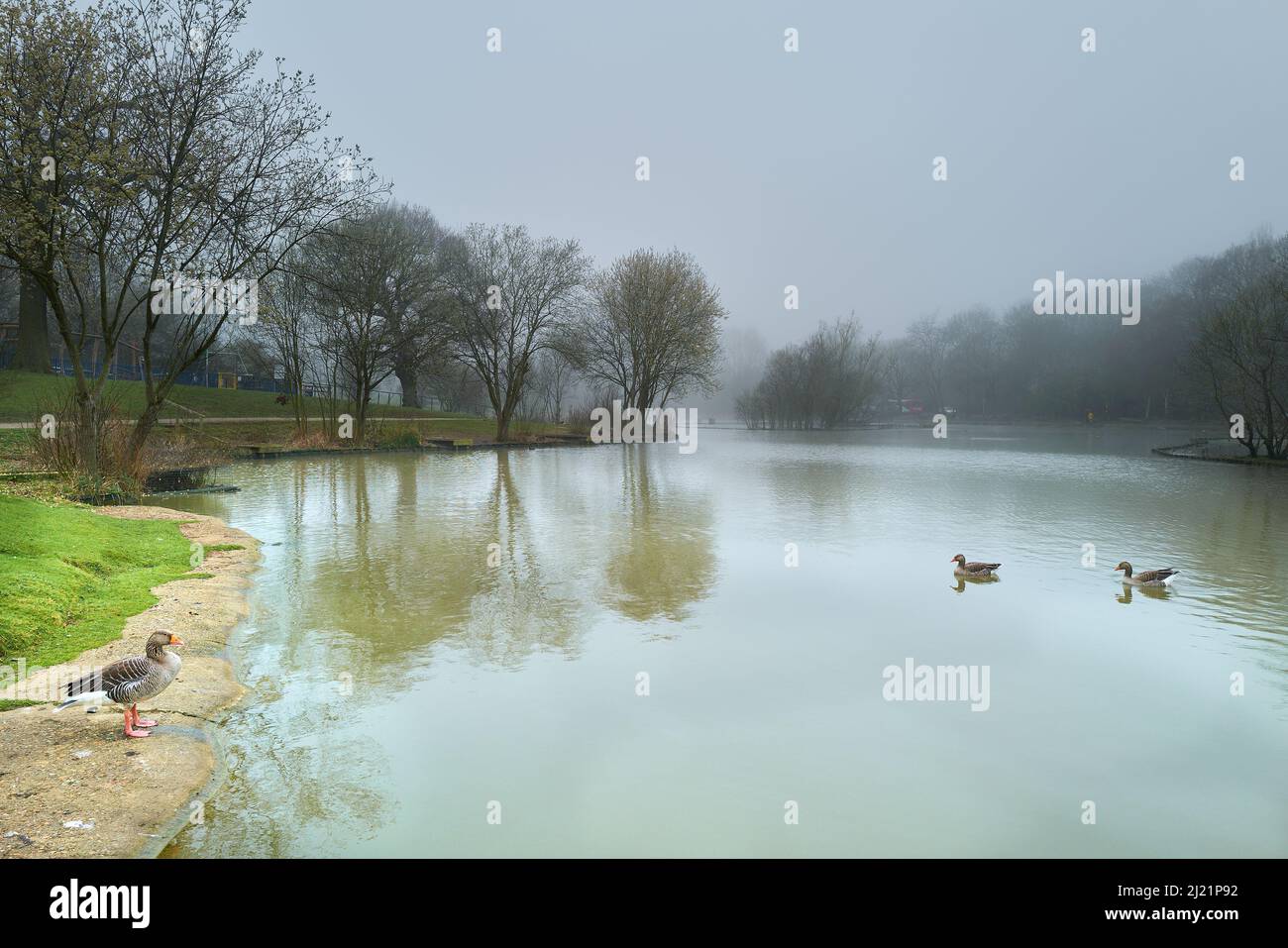 Enten am See in Corby, England, an einem nebligen Frühlingsmorgen, wenn die Sonne durchbricht Stockfoto