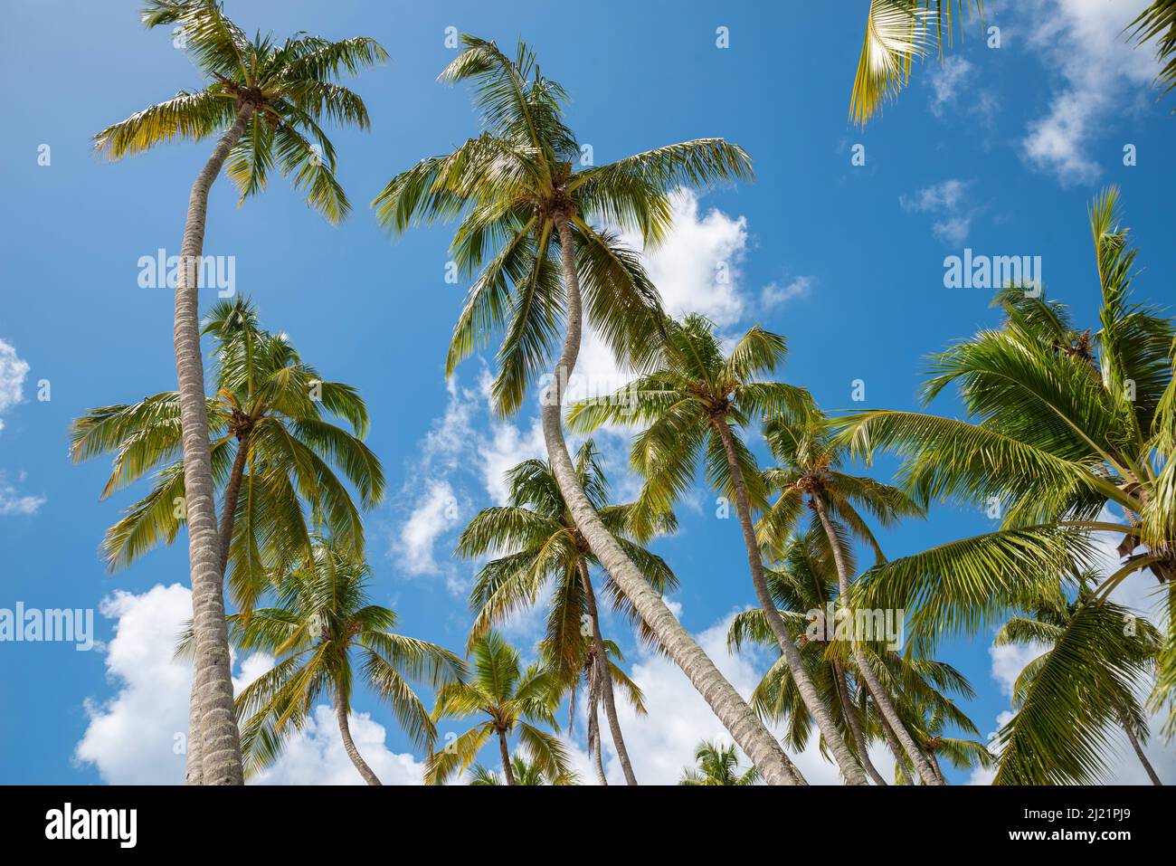 Kokospalmenplantage auf einer tropischen Insel in La Romana, Dominikanische Republik Stockfoto